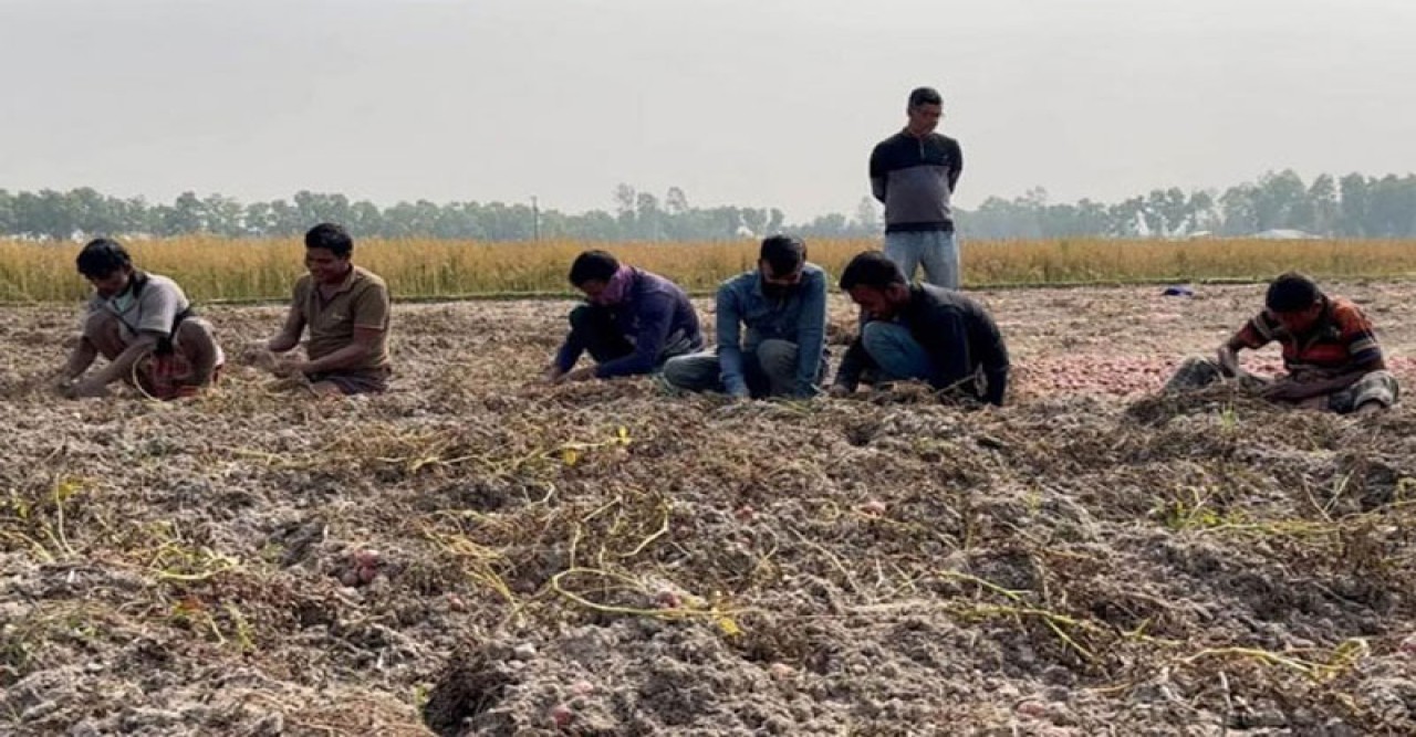 আলুর দাম ‘কম’, লোকসানের শঙ্কায় কৃষক
