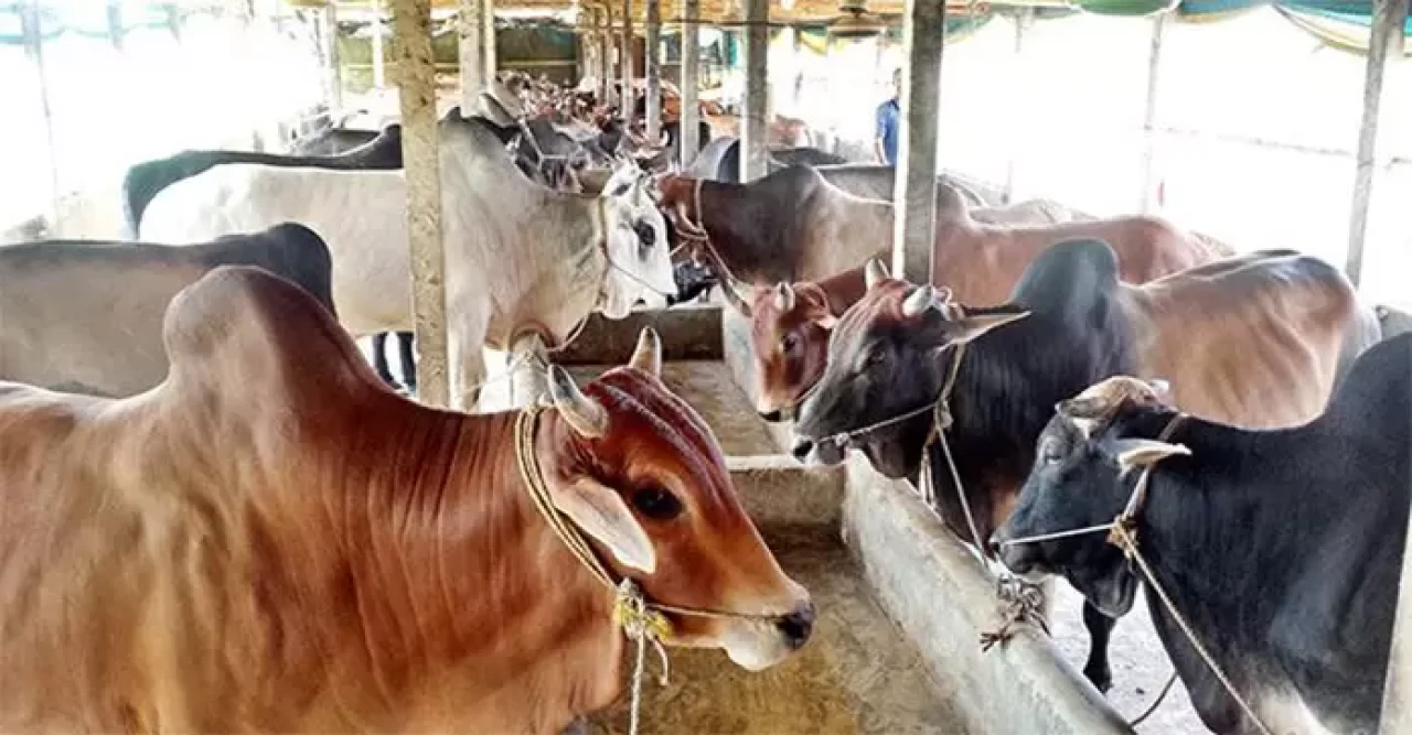 গরু হৃষ্টপুষ্টকরণে খাদ্য মিশ্রণ তৈরির কৌশল