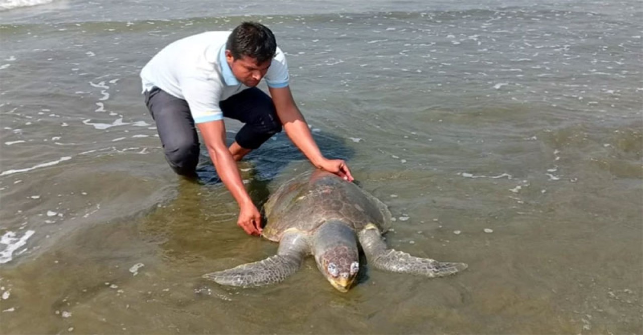 ডিমসহ সৈকতে একাধিক মৃত কচ্ছপ উদ্ধার