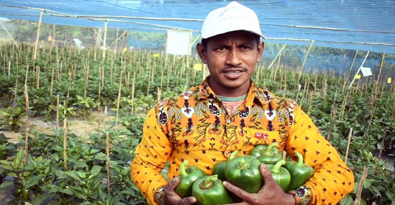 ক্যাপসিকাম চাষে স্বাবলম্বী কুষ্টিয়ার সবুজ