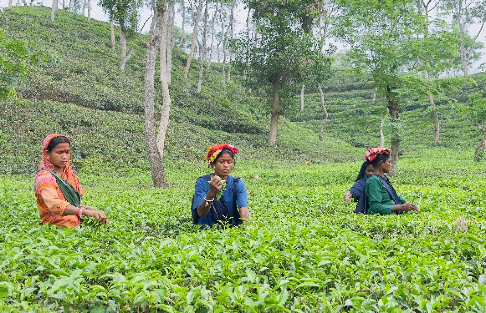 নিরবচ্ছিন্ন বিদ্যুতের অভাবে চা উৎপাদনে ক্ষতির আশঙ্কা