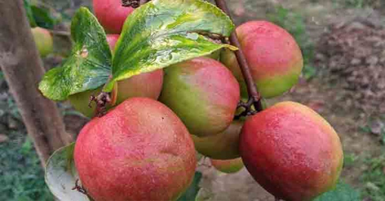 ২ লাখ টাকার কুল বরই বিক্রির আশা কৃষকের