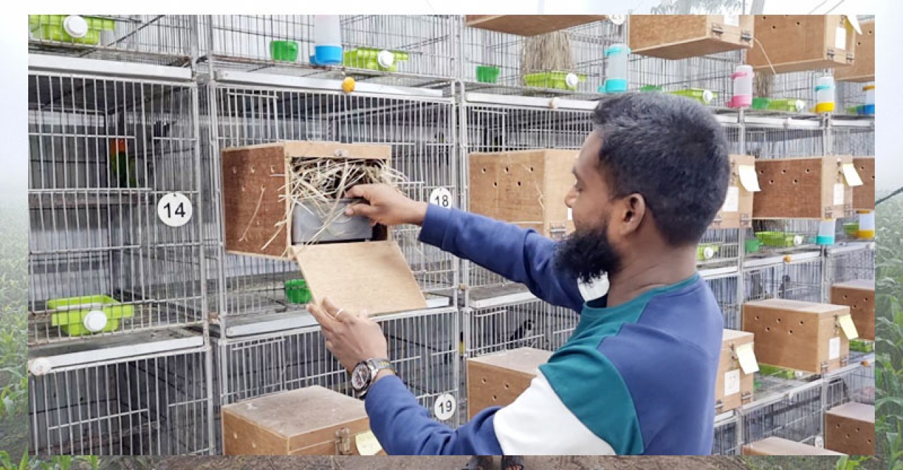 লাভবার্ডসের ব্রিডিং ফার্মে প্রতিবন্ধী ইঞ্জিনিয়ার আরিফুজ্জামানের সফলতা