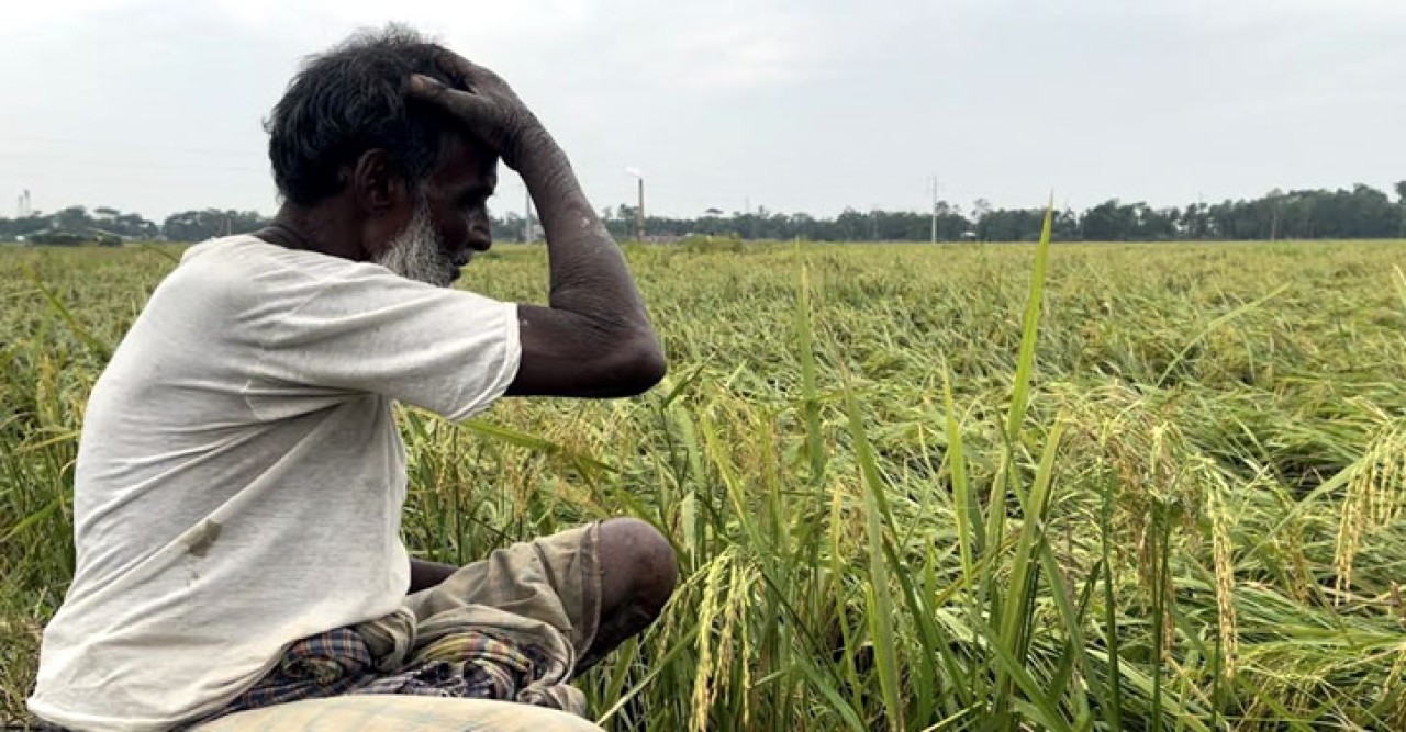 ফেনীতে কালবৈশাখী ঝড়ে বোরো চাষিদের সর্বনাশ