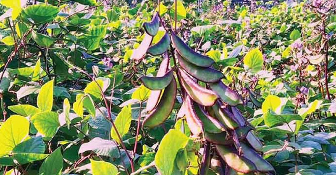 শিম চাষে স্বাবলম্বী হবিগঞ্জের চাষিরা
