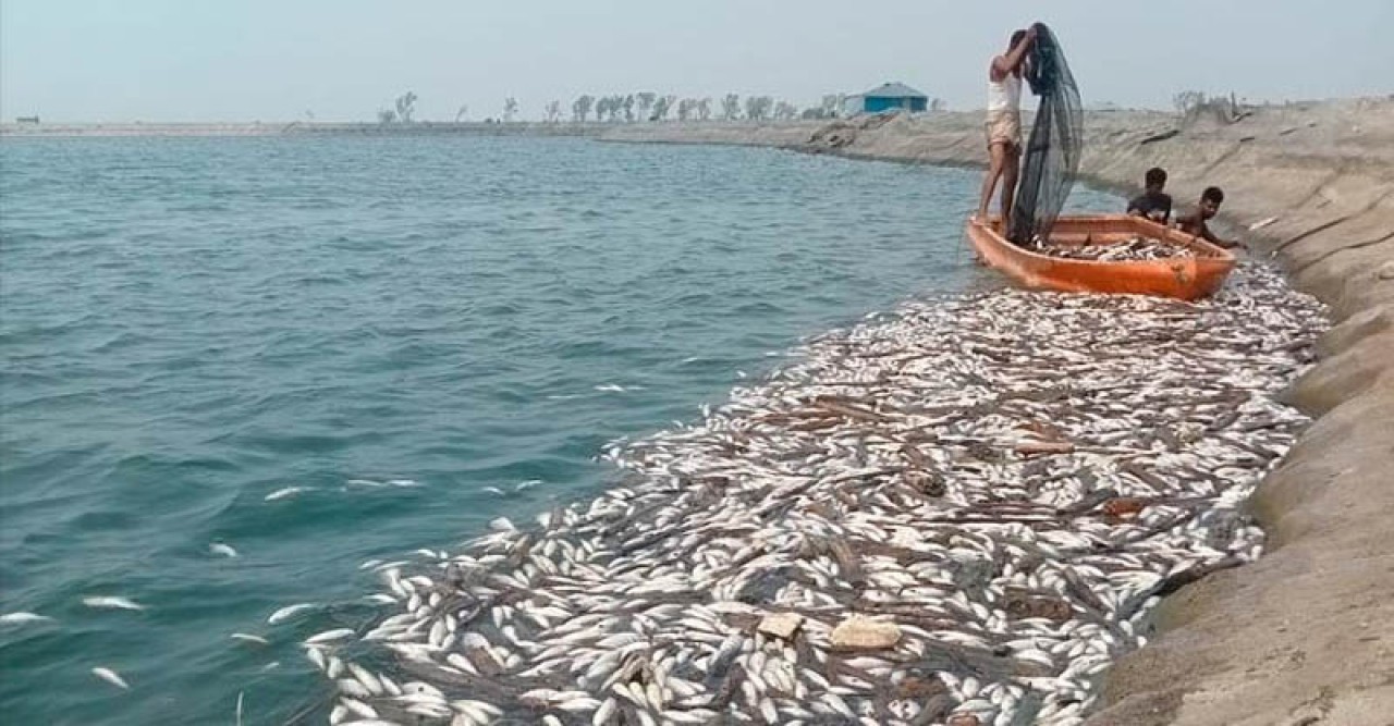 দিঘি থেকে ভেসে উঠছে মরা মাছ