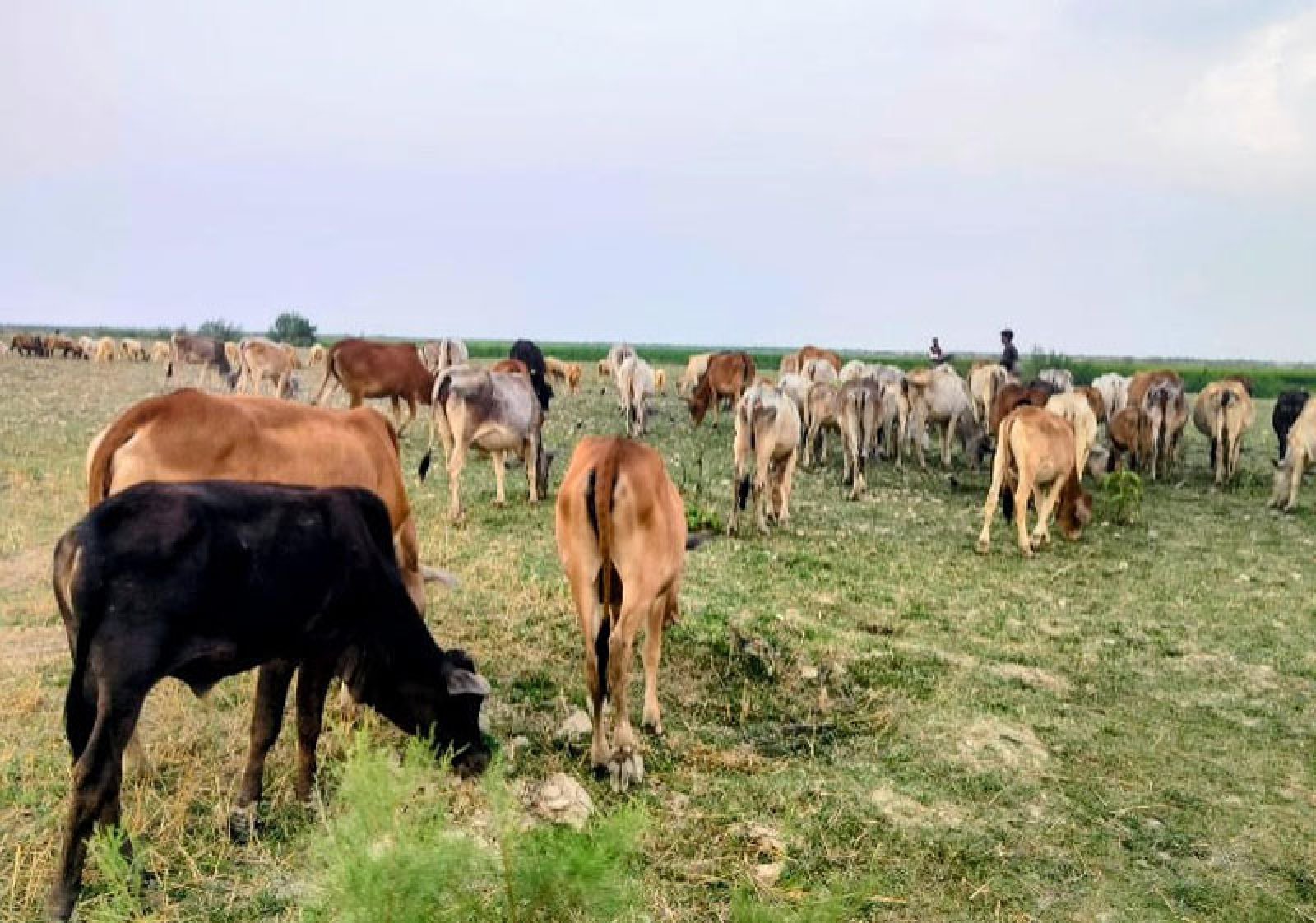 রাজশাহী সীমান্ত বর্ডার পার হয়ে গেল ২০০ গরু,   বিজিবিকে জানালেন বিএসএফ