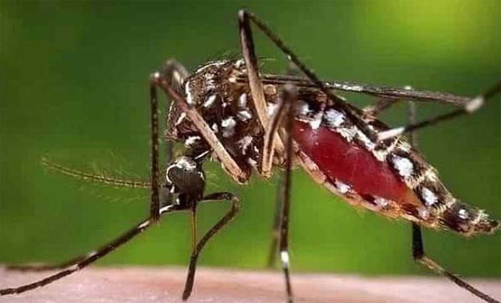 ডেঙ্গু আক্রান্ত হয়ে হাসপাতালে ভর্তি  ৯৯৬, মৃত্যু ২