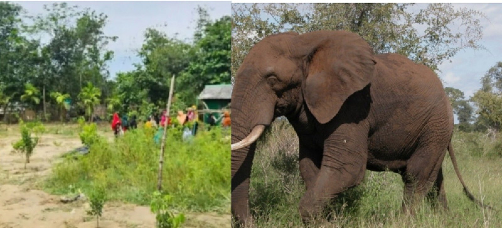 বন্য হাতির আক্রমণে মা-মেয়ের মর্মান্তিক মৃত্যু