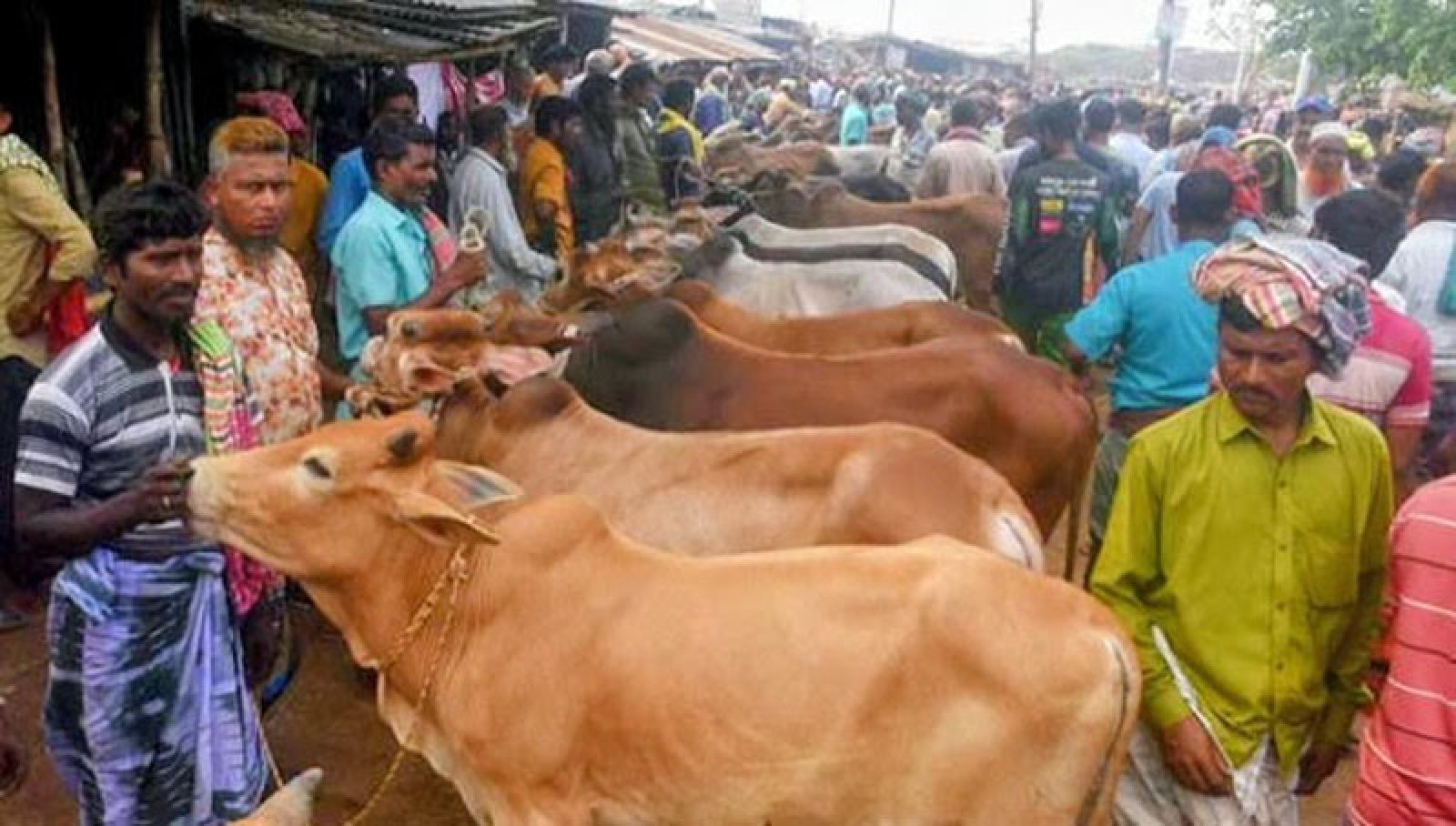 রাজশাহী সিটি পশুহাটে কোটি টাকার রাজস্ব আদায় হলেও লাগেনি উন্নয়নের ছোঁয়া! ভোগান্তিতে ক্রেতা
