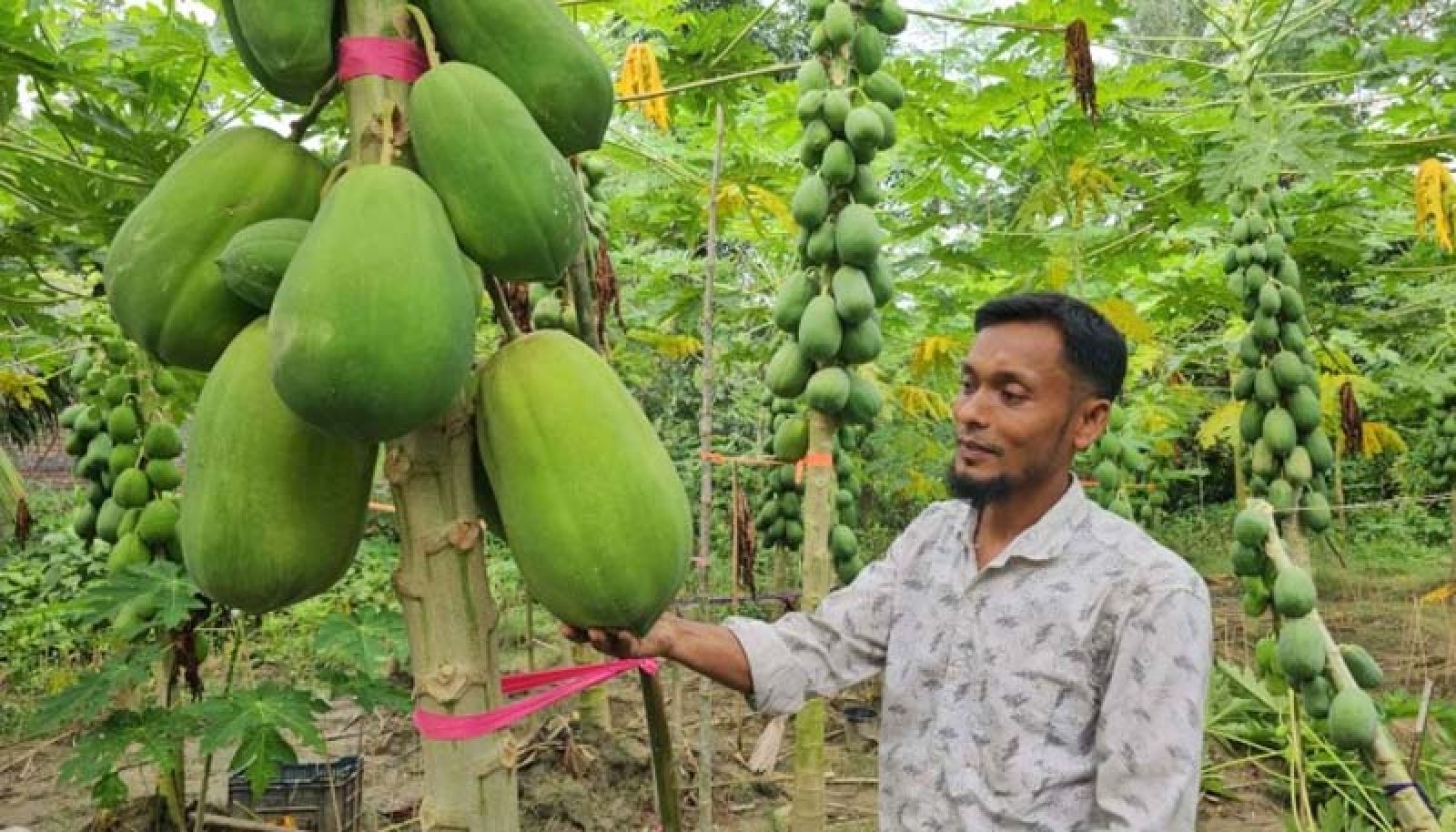 গোয়ালন্দে ‘শাহী’ পেঁপে চাষে শিক্ষক জহিরের সাফল্য