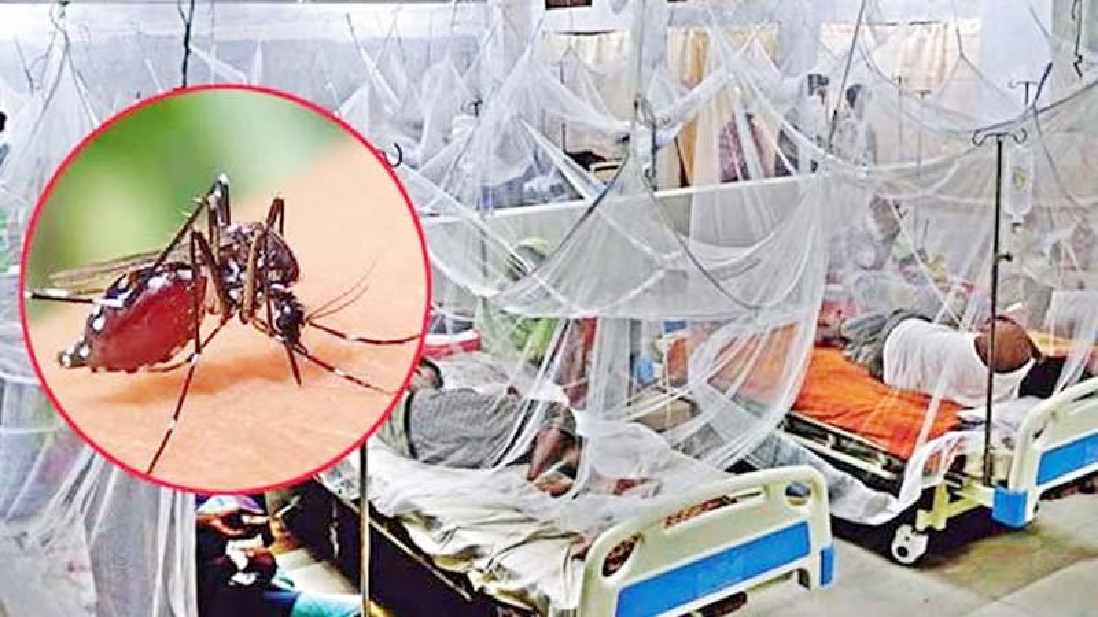 ডেঙ্গু আক্রান্ত হয়ে আরও ৬ জনের মৃত্যু, হাসপাতালে ভর্তি ২০৮৯