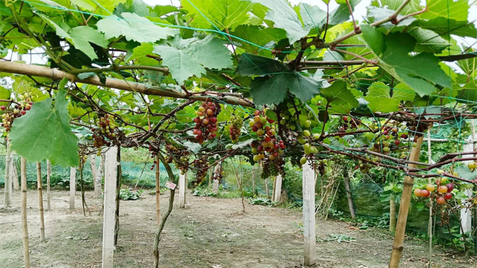 মাগুরায় আঙুর চাষে মজিদের বাজিমাত