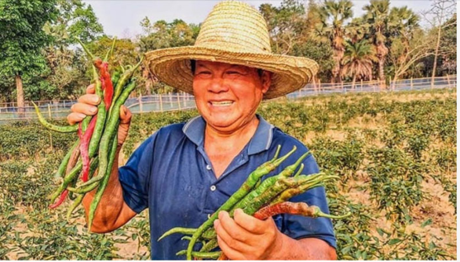 ‘লম্বা মরিচ’ চাষে সফল ছেন জিয়েন গাও