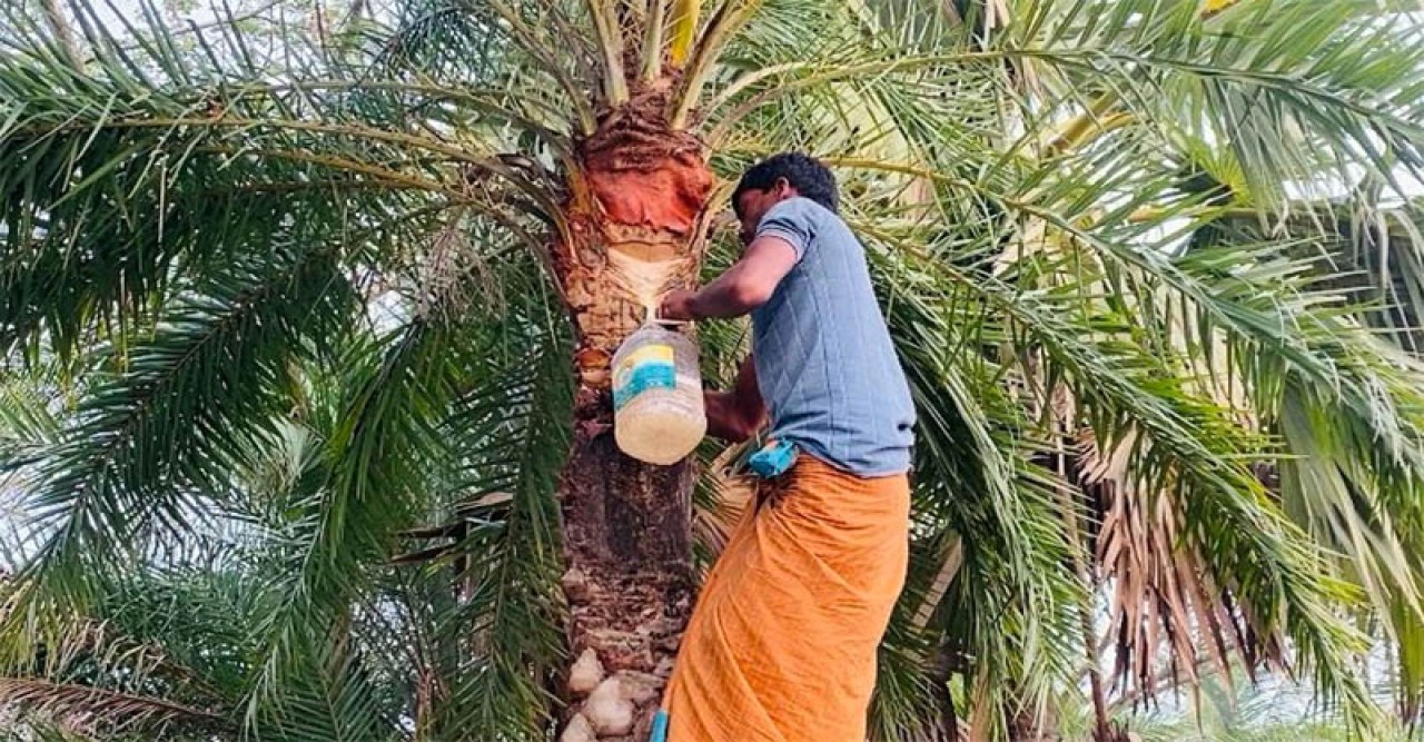 আক্রান্ত শতভাগ রোগীর মৃত্যু ॥ ​ উদ্বেগের কারণ হচ্ছে নিপাহ ভাইরাস