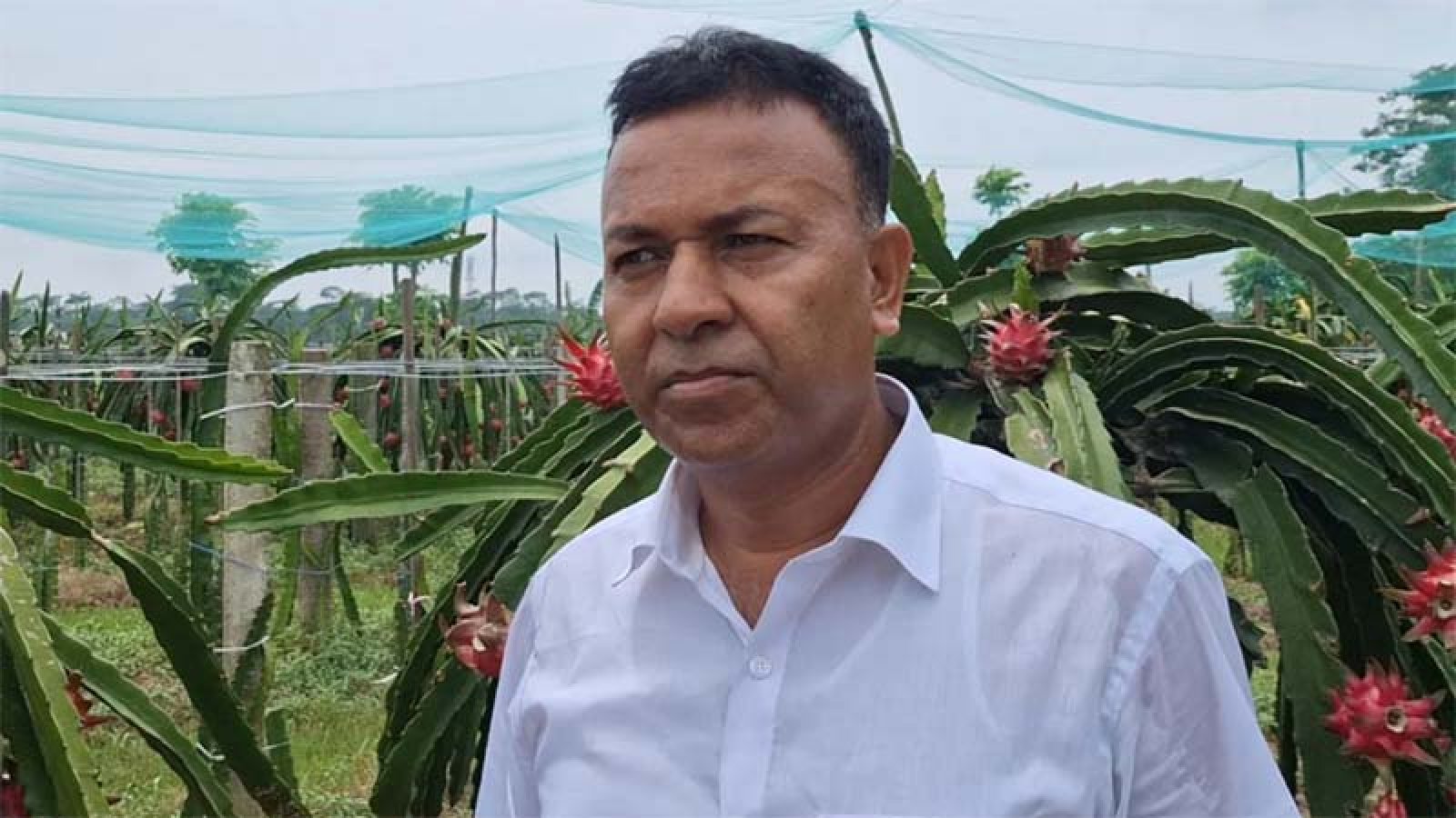 ড্রাগন চাষ করে সাড়া ফেলেছেন শিক্ষক উজ্জ্বল