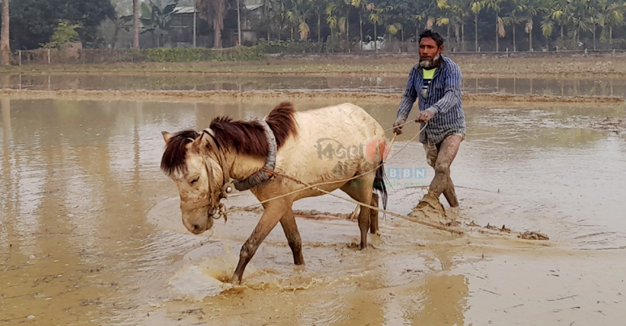 নিয়ামতপুরে জনপ্রিয় হচ্ছে ঘোড়া দিয়ে হালচাষ