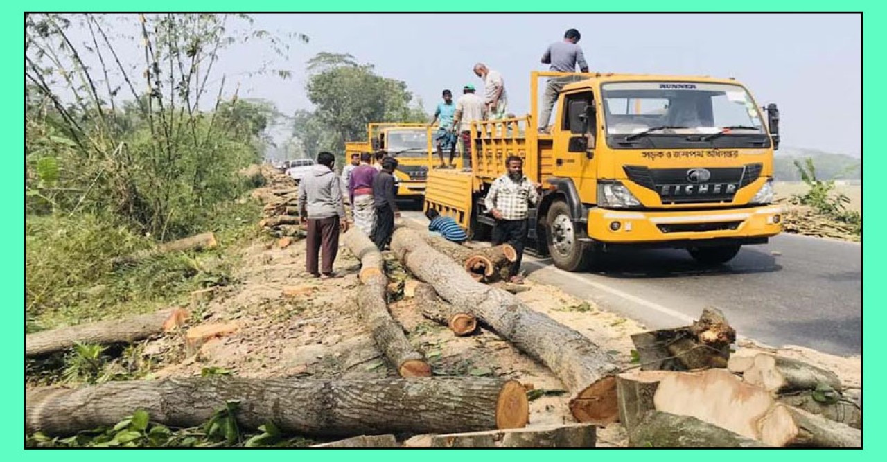 ভুয়া ওয়ার্ক অর্ডার দেখিয়ে মহাসড়কের কোটি টাকার গাছ লুট