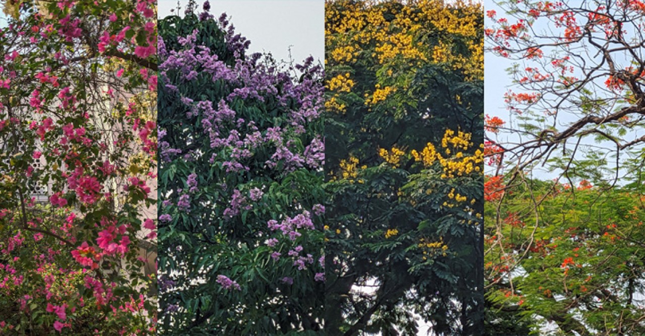 ক্যাম্পাস ভরে উঠেছে নানা রঙের ফুল