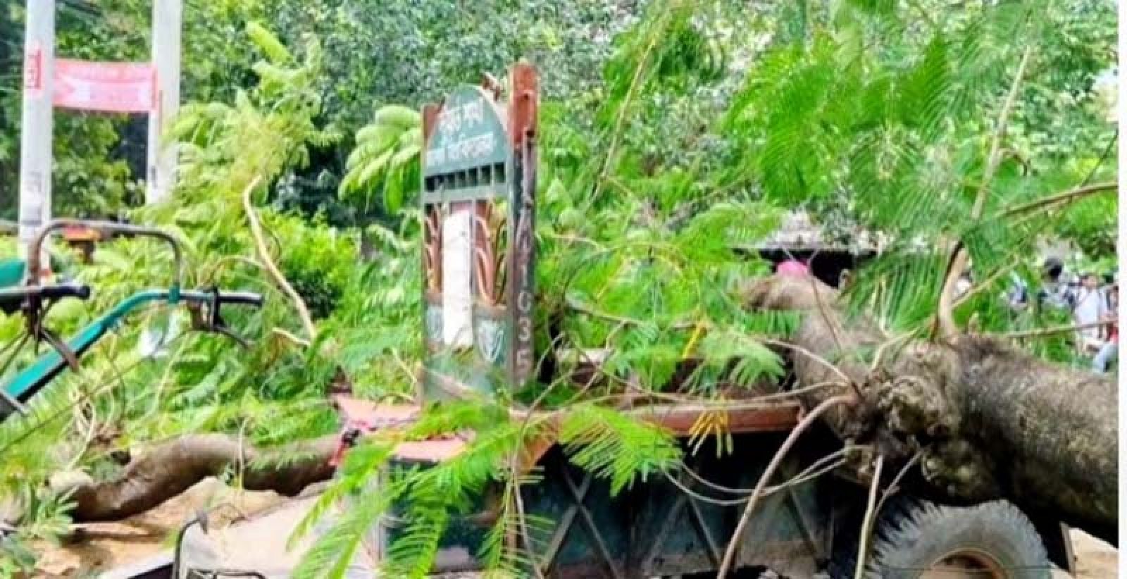 শতবর্ষী কৃষ্ণচূড়া হারাল রাবি, শূন্য হলো ইতিহাসের এক ছায়াঘেরা অধ্যায়