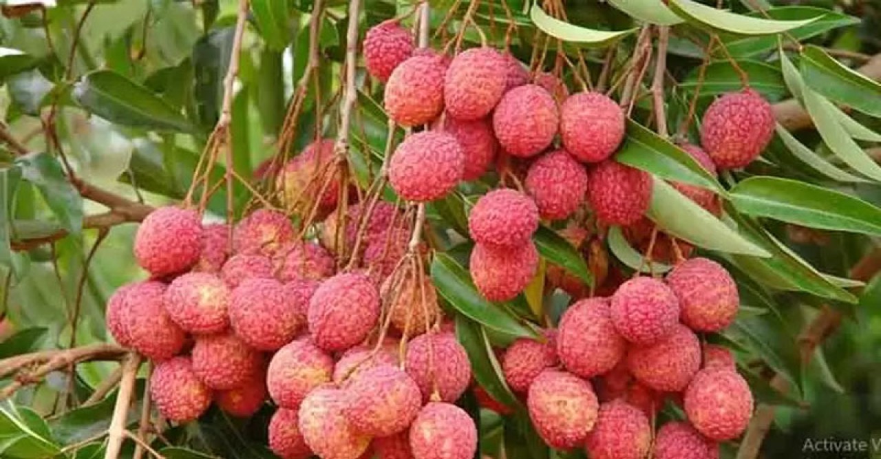 দিনাজপুর জেলায় ব্যাপক পরিমাণে লিচু চাষ