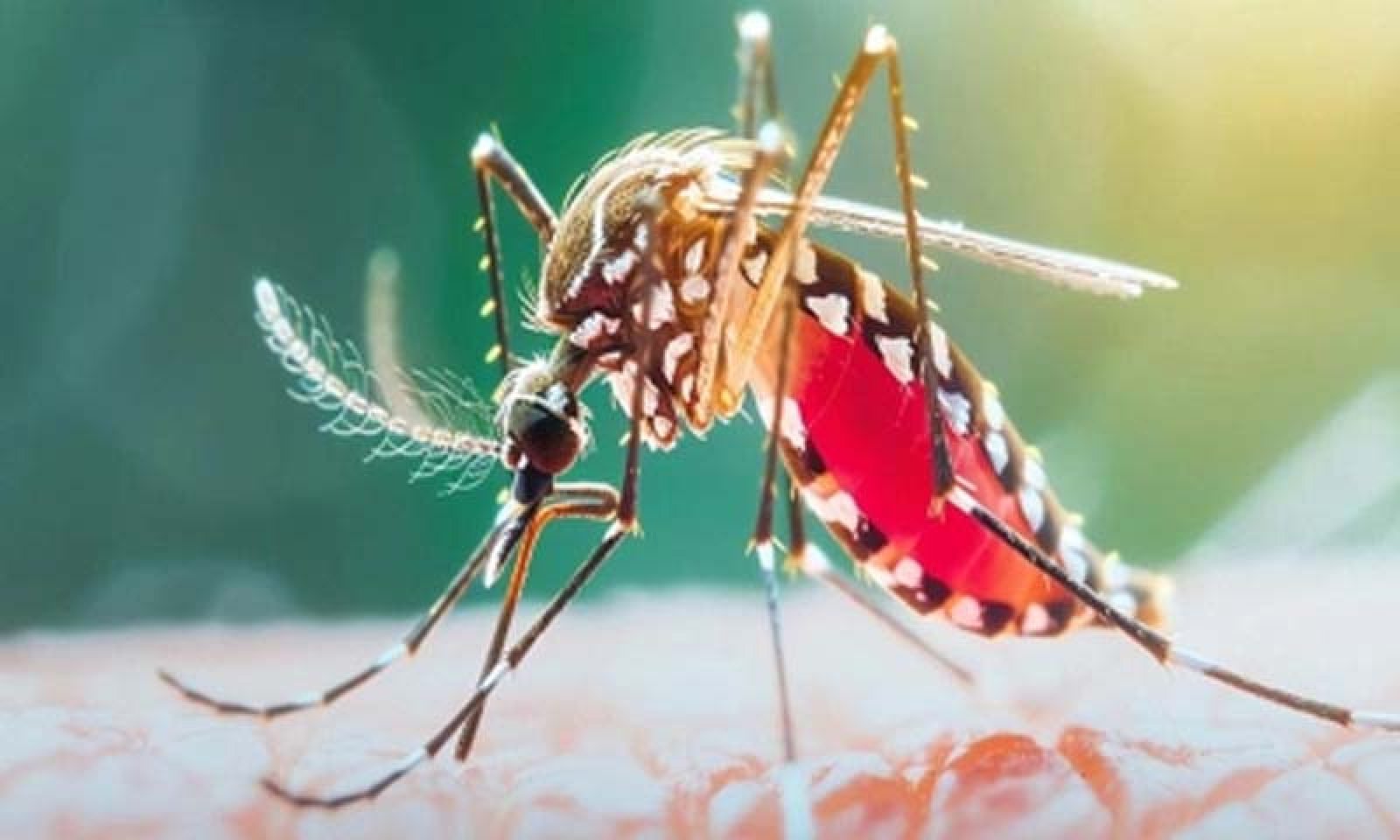 ডেঙ্গু আক্রান্ত হয়ে ছয়জনের মৃত্যু, হাসপাতালে ভর্তি ১৪৯২