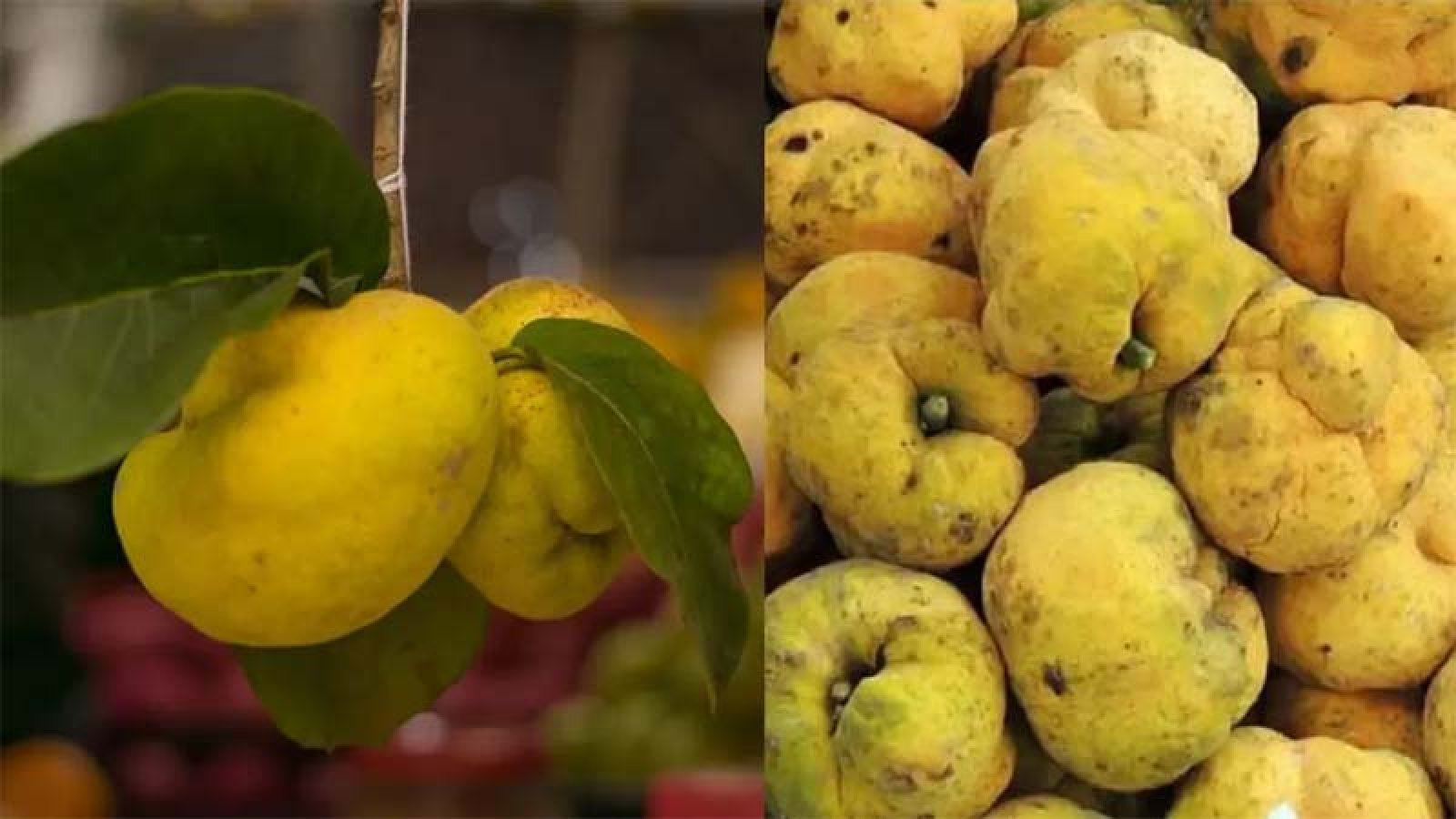 ভিটামিন-খনিজ সমৃদ্ধ ডেউয়া ফল এখন বিলুপ্তির পথে