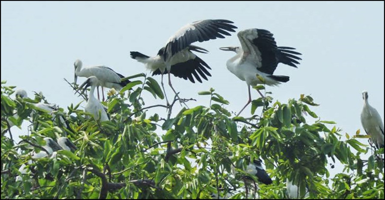 পাখির গ্রামে' আসছে না পাখি