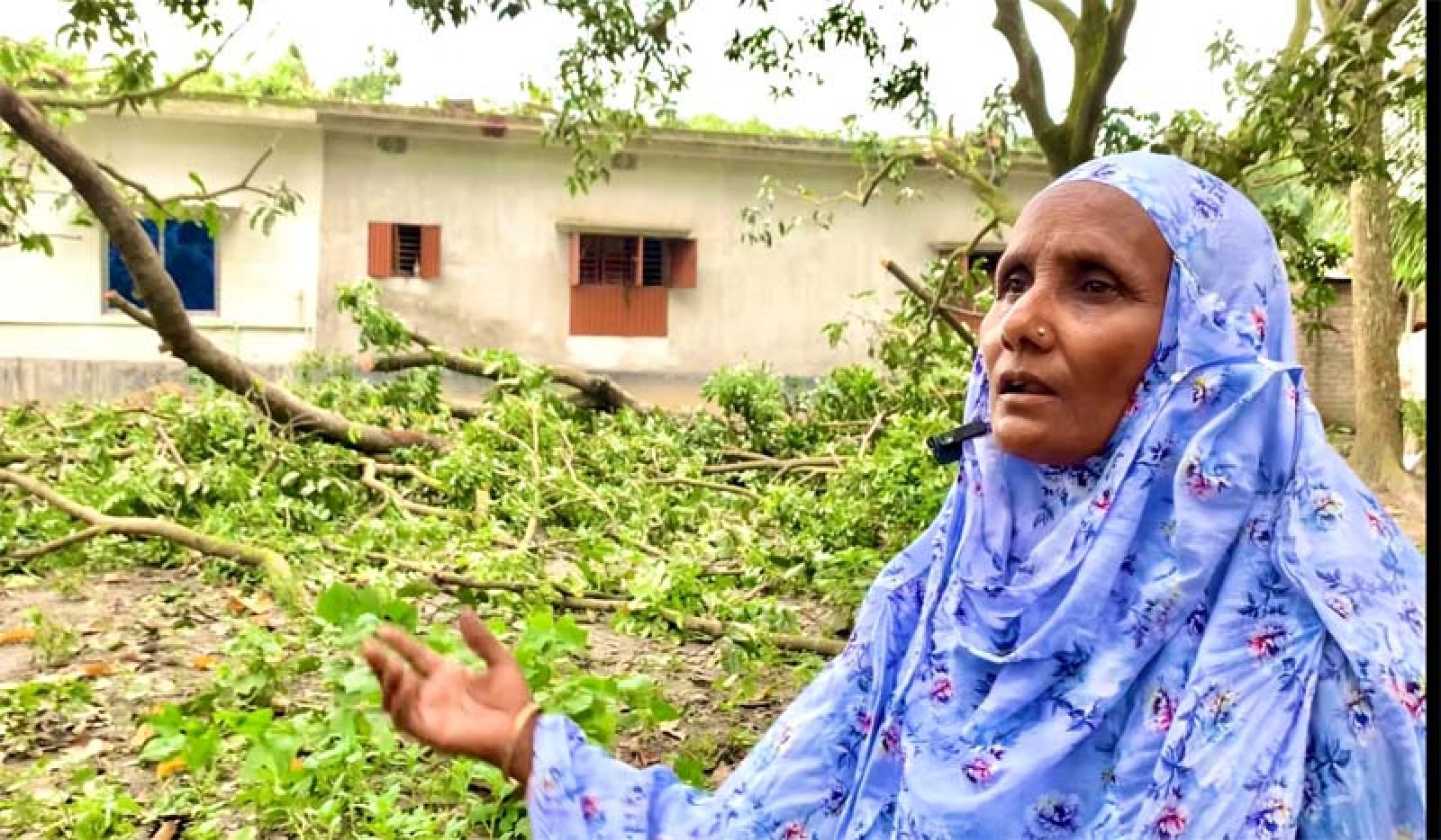 কাটা গাছের গোড়ায় দাঁড়িয়ে আছিয়ার প্রশ্ন, ‘গাছের সঙ্গে শত্রুতা কেন’