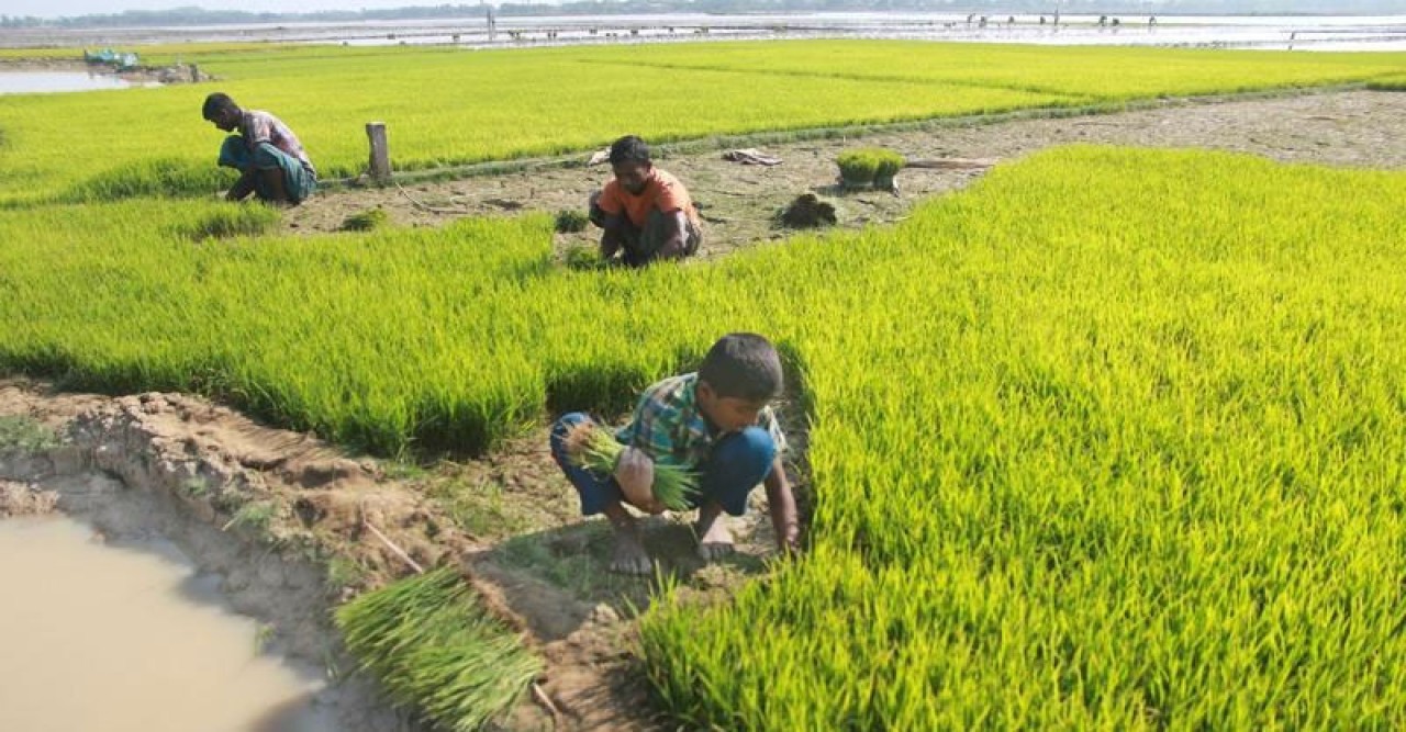 বীজতলা নষ্টের শঙ্কায় উত্তরাঞ্চলের কৃষকরা