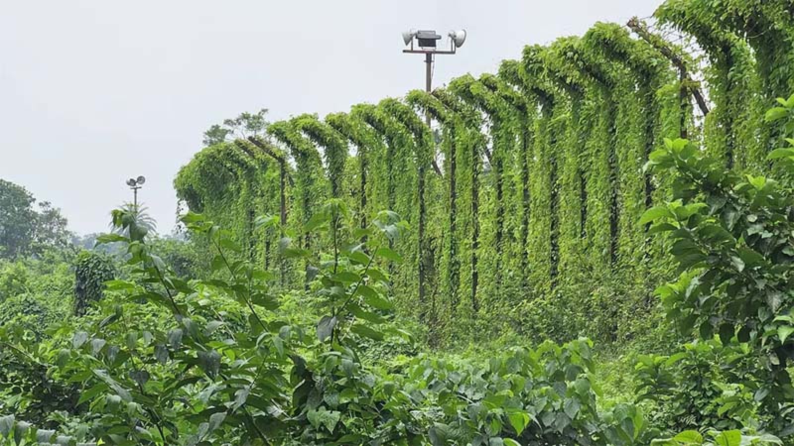 ব্রাহ্মণবাড়িয়ায় সীমান্তের শূন্যরেখায় মিলল কিশোরের মরদেহ