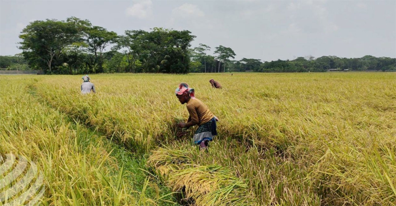 দেশের অভ্যন্তরীণ বোরো সংগ্রহ কার্যক্রম আগামী মঙ্গলবার