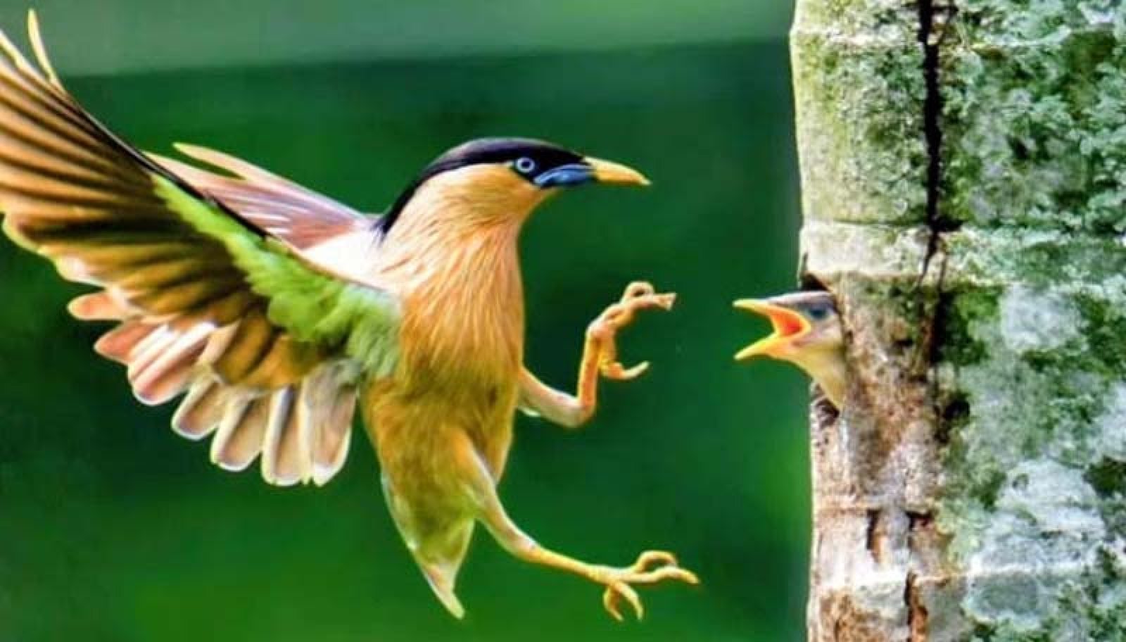 বৃক্ষঘেরা রাবি ক্যাম্পাসে বিরল বামুনশালিকের অবাধ বিচরণ