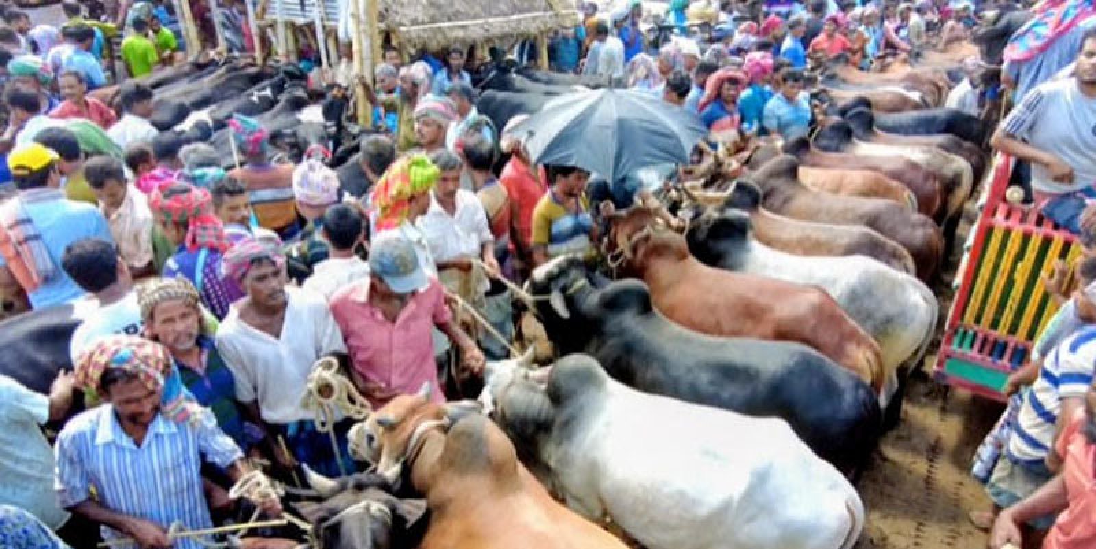 রাজশাহীতে চাহিদার চেয়ে মজুদ লক্ষাধিক বেশি কোরবানির পশু