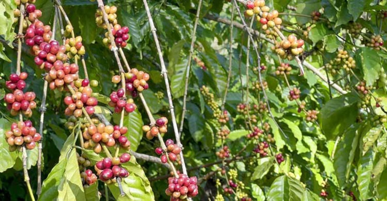 পাহাড়ে কফি চাষে সফলতার স্বপ্ন