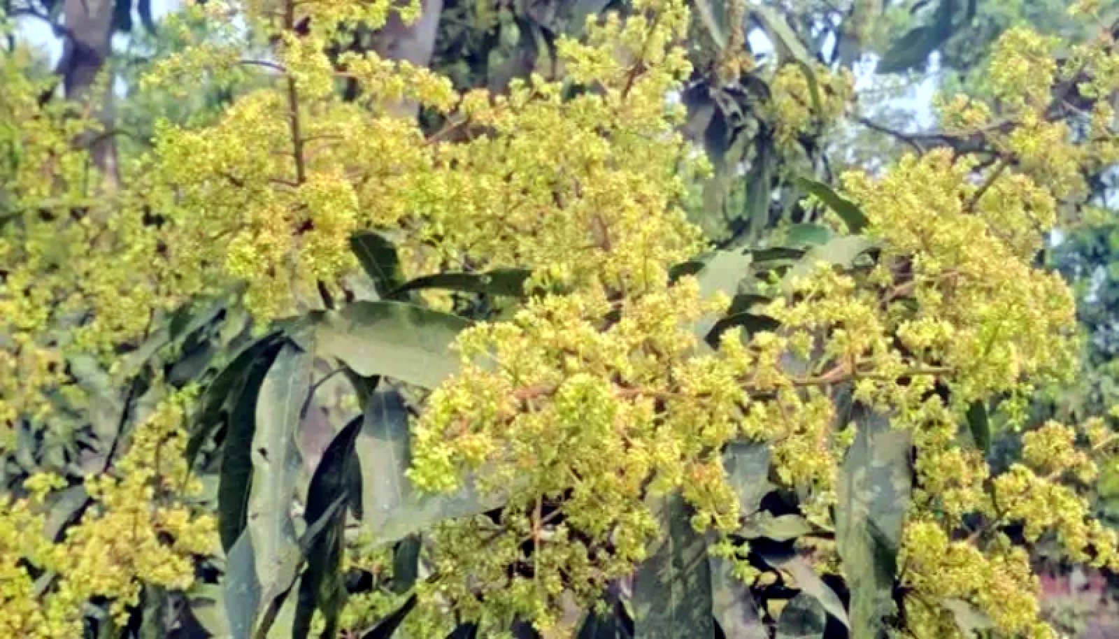 গাছের ডালে ডালে মুকুলের সমারোহ