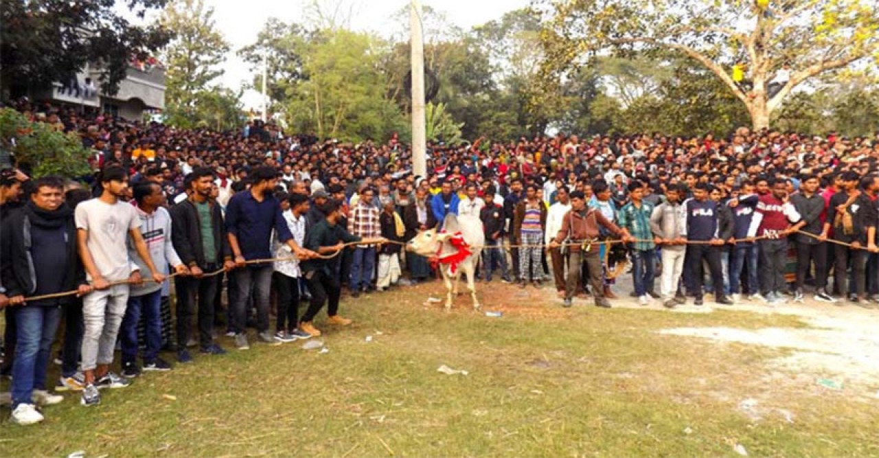 নবাবগঞ্জে পৌষ সংক্রান্তি উপলক্ষে গরুর রশি ছেড়া প্রতিযোগিতা