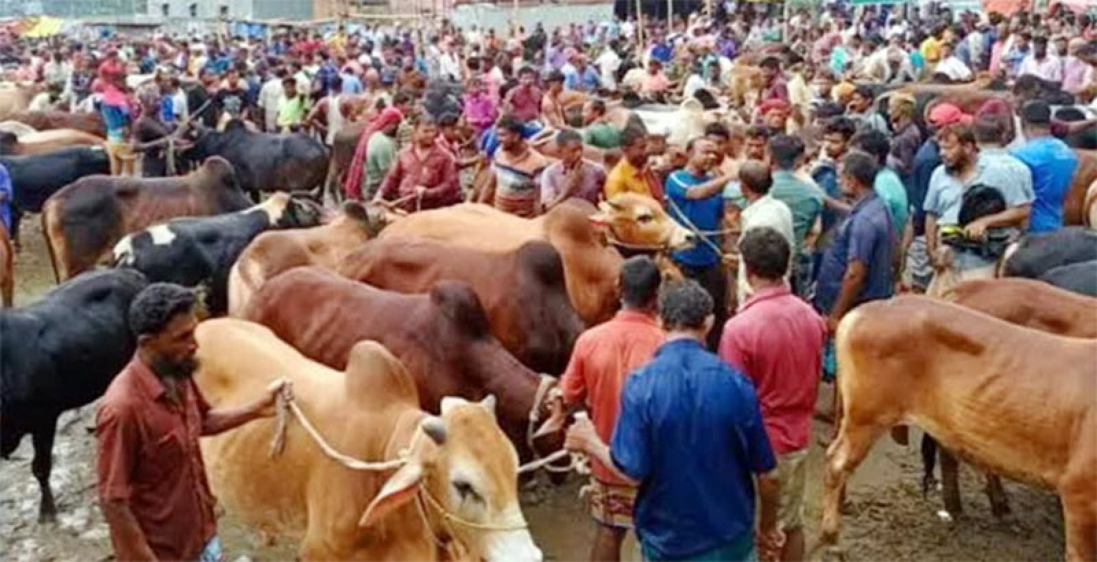 পিরোজপুরে জমে উঠেছে কোরবানির পশুর হাট