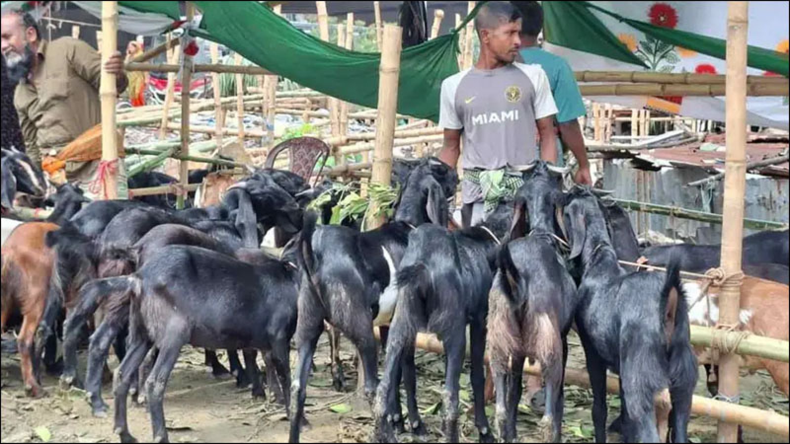 ছোট খাসিও ১৭–২০ হাজার, বড় আকারের খাসির দাম ৩৫ হাজার পর্যন্ত