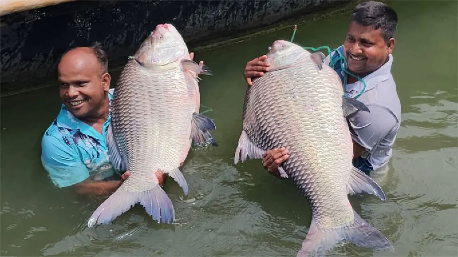 পদ্মায় ধরা পড়লো বিশালাকৃতির দুটি কাতল মাছ