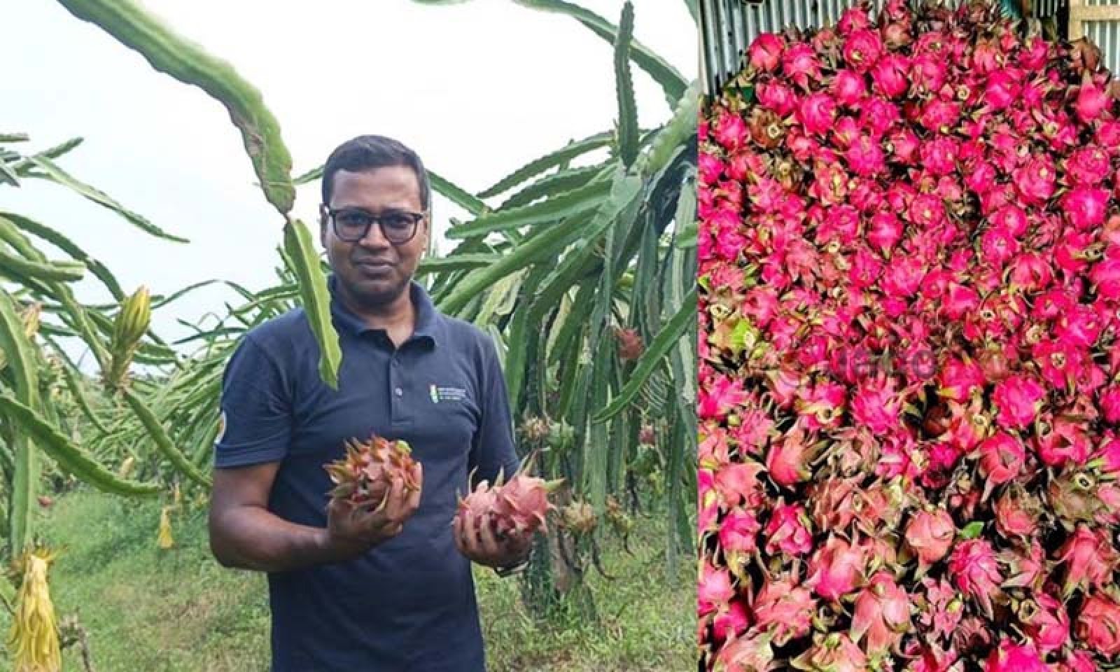 লক্ষ্মীপুরে ড্রাগন চাষে চমক দেখালেন শিক্ষক নাঈম