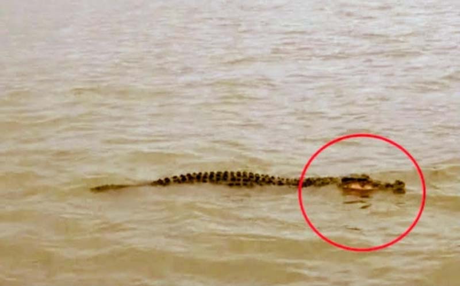চাঁপাইনবাবগঞ্জের মহানন্দায় দেখা মিলেছ কুমিরের, প্রশাষনের সতর্কবার্তা