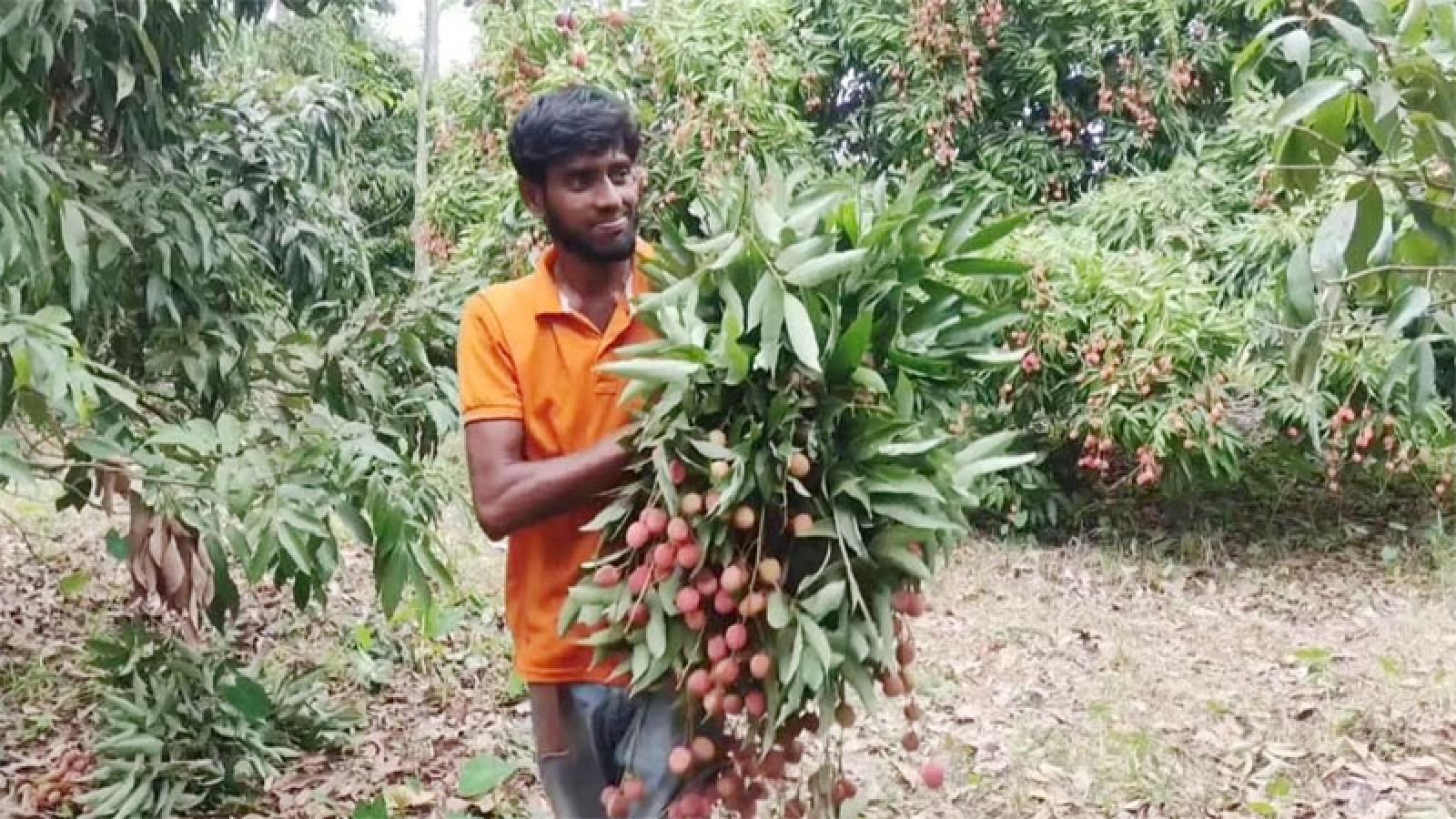 জি আই স্বীকৃতির পর দেশজুড়ে বাড়ছে মাগুরার লিচু