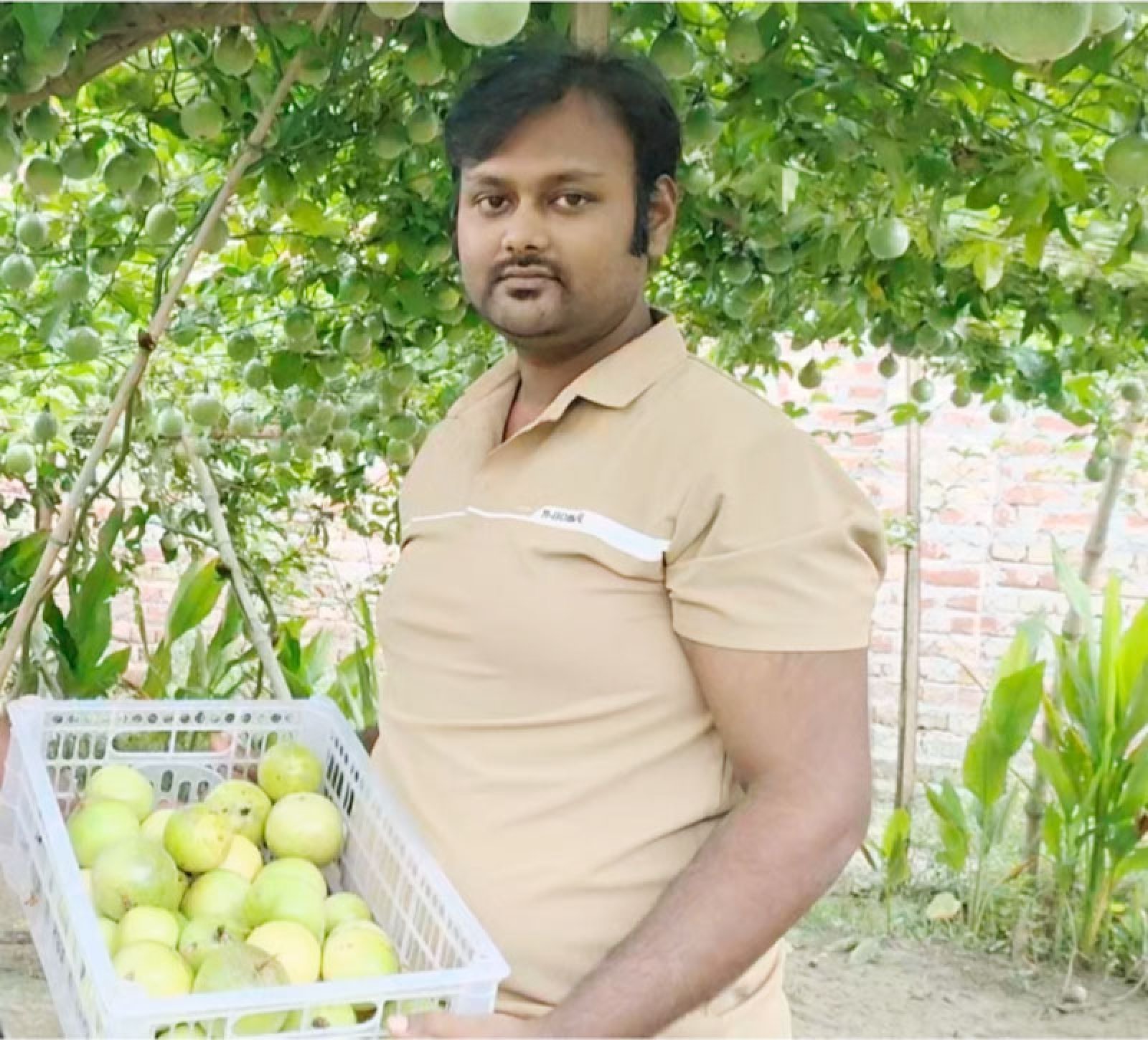 বদলগাছীতে প্যাশন ফ্রুট চাষে তরুণের বাজিমাত