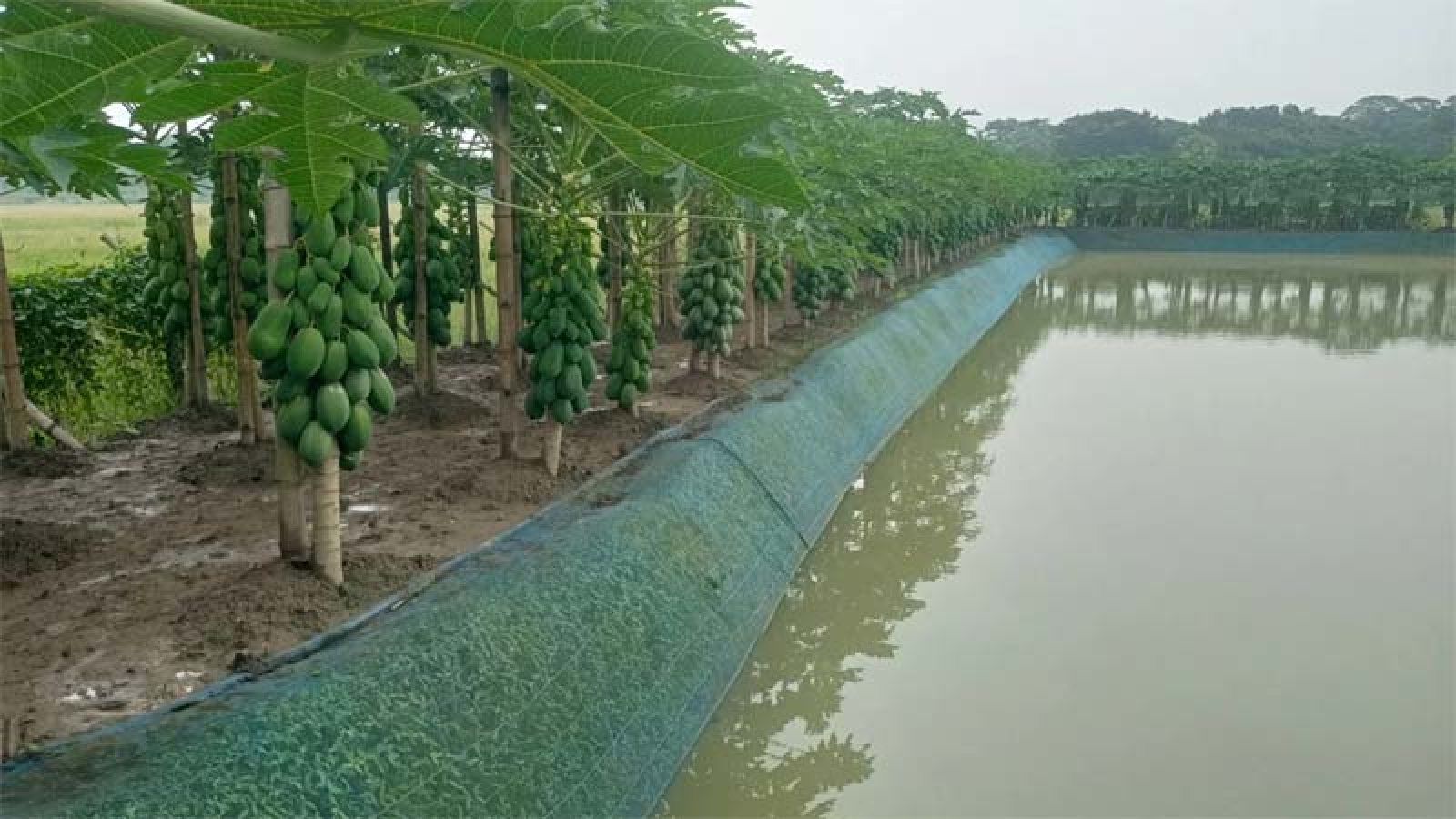 বাণিজ্যিকভাবে পেঁপে চাষে সফল সুমন