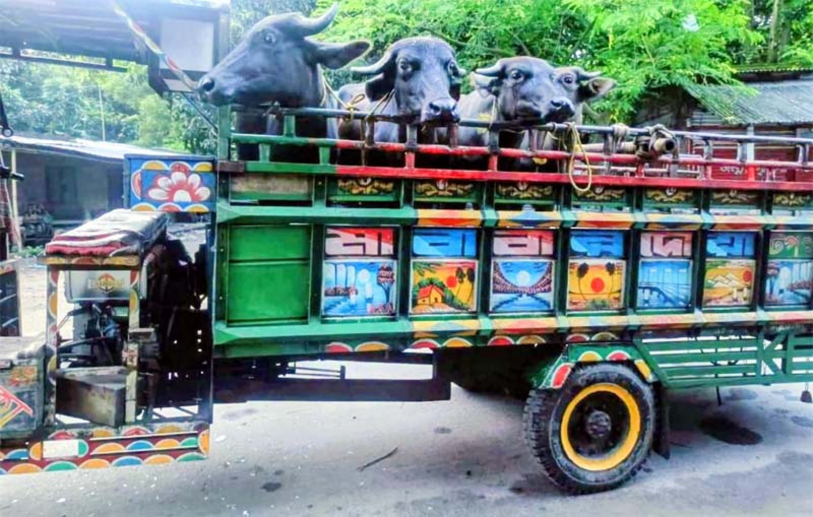 চাঁপাইনবাবগঞ্জ সীমান্তে পৃথক দুটি অভিযানে বিজিবির ৪টি ভারতীয় মহিষ ও দুটি গরু জব্দ