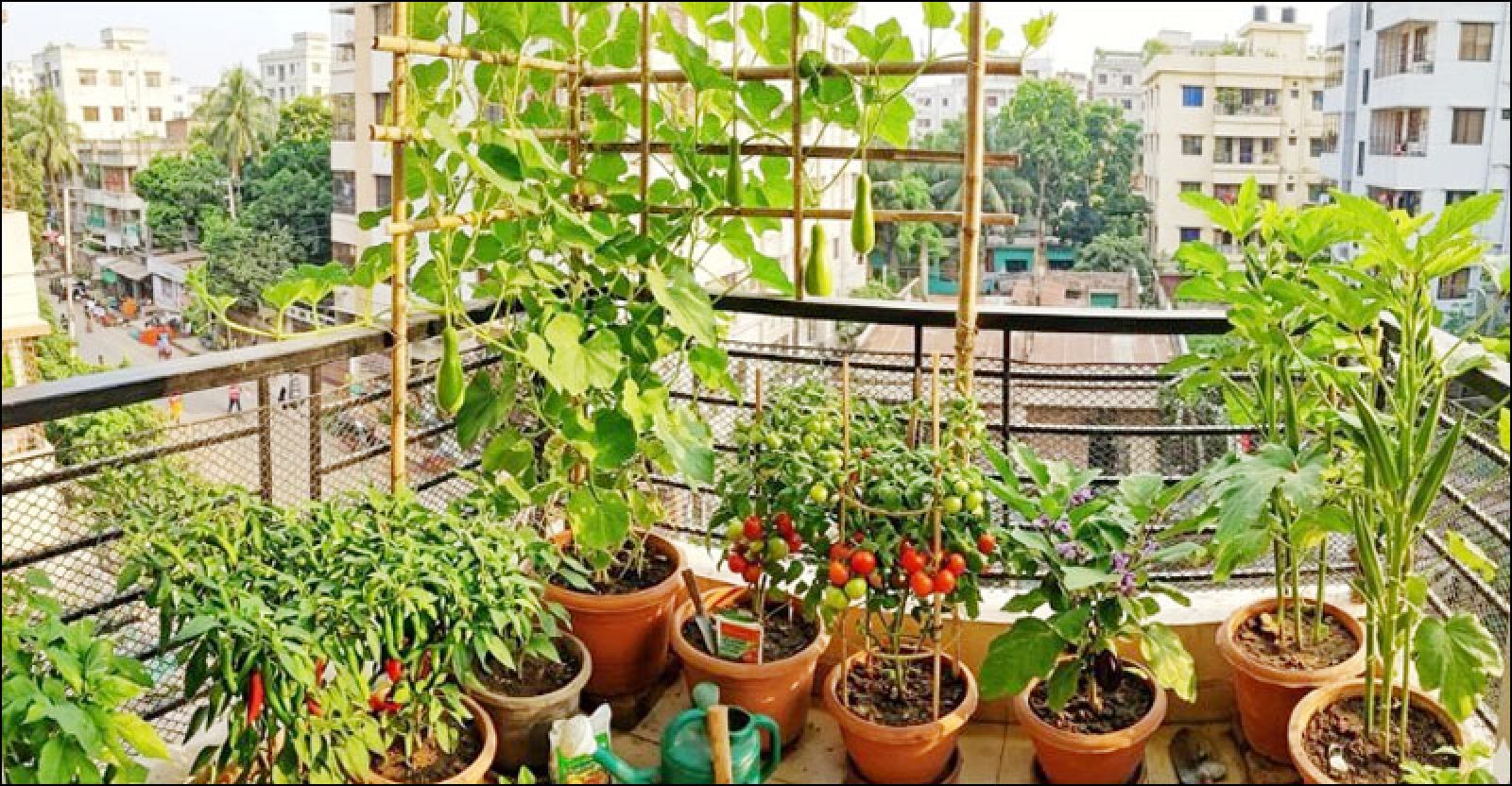 গরমে যেসব সবজি বারান্দার টবেই চাষ করতে পারবেন