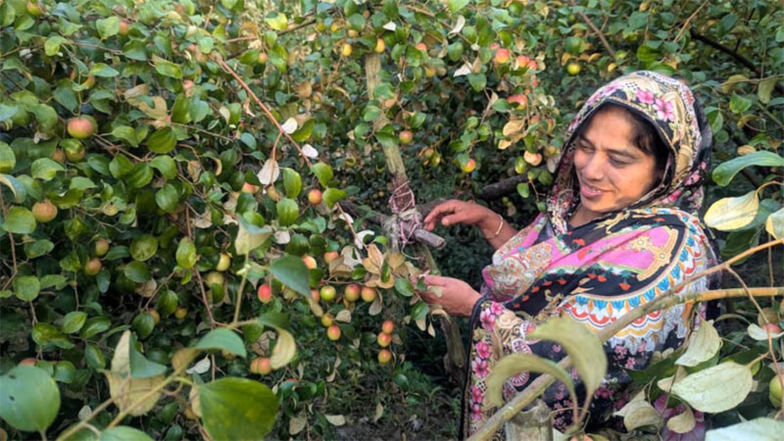 বরই চাষ করে সফল নারী উদ্যোক্তা  তাসলিমা