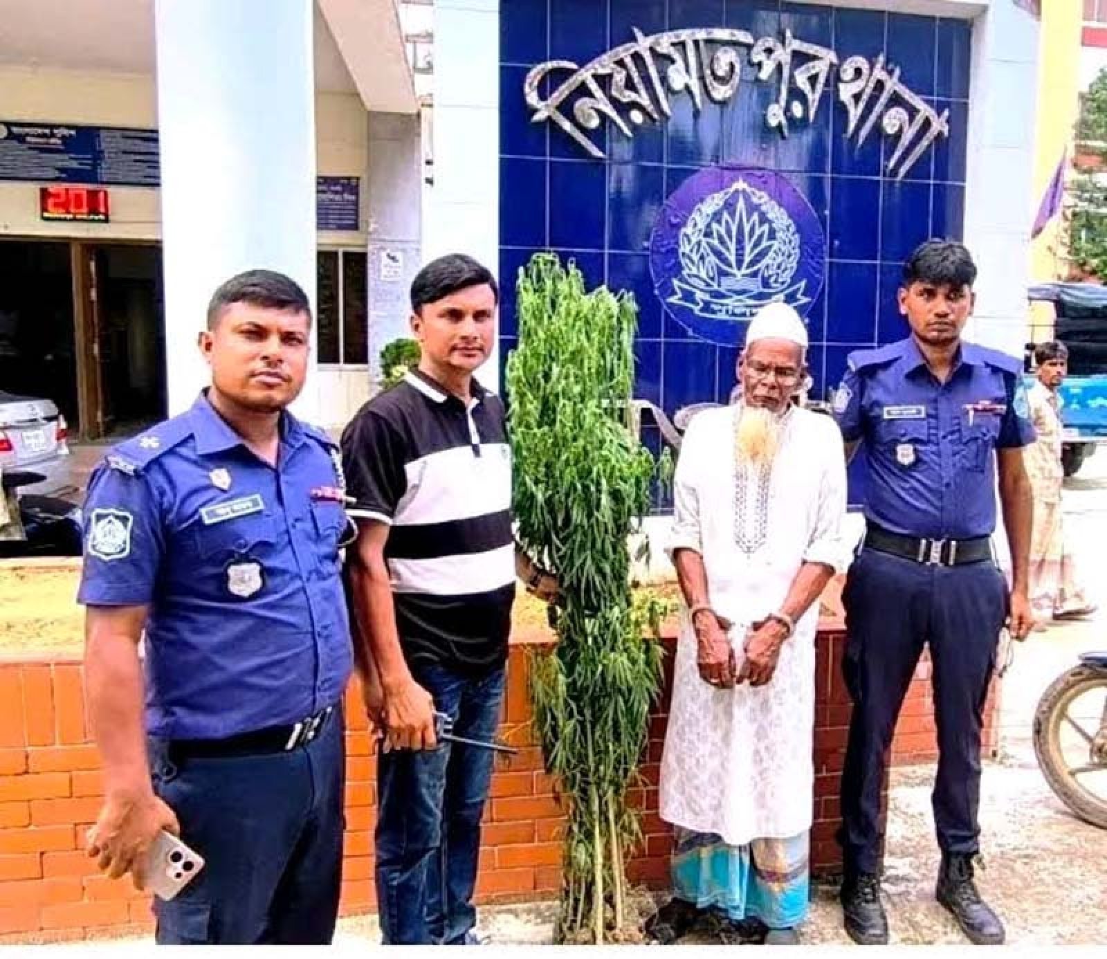 নিয়ামতপুরে বাড়ির আঙিনায় গাঁজার চাষ, গ্রেপ্তার ১