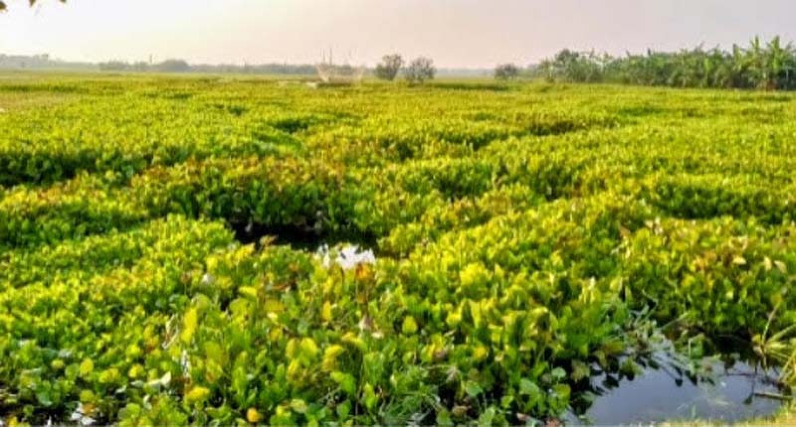 অবৈধ পন্থায় পুকুর খননে সৃষ্ট জলাবদ্ধতায় দিশেহারা কৃষক